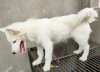 Albenian samoyed